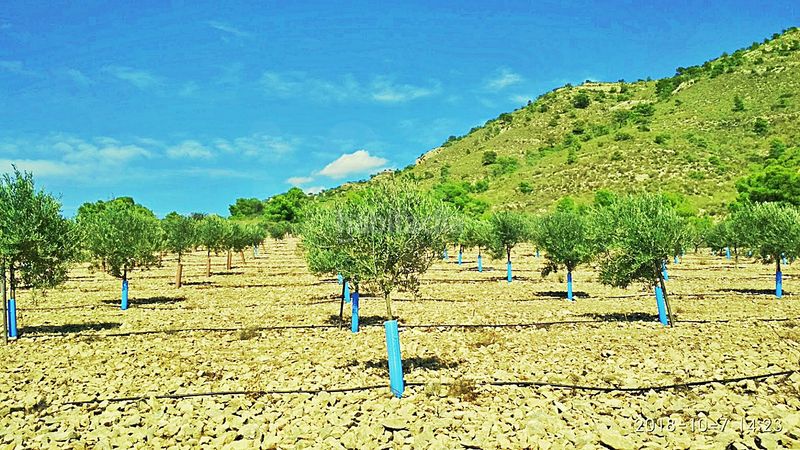 Foto 7f27e2a8-e62d-499c-8505-9876385fc81f. Finca rústica en cañada del andaluz en Romana (la)