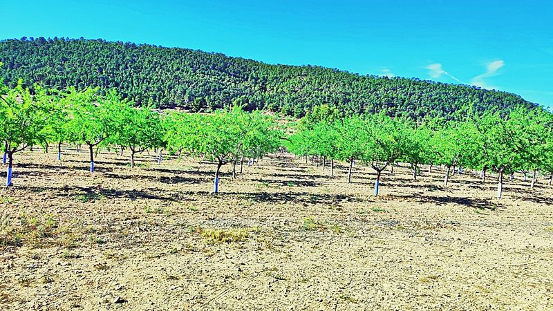 Foto 871493de-617d-48e2-80ec-7a2d799ad960. Finca rústica en cañada del andaluz en Romana (la)