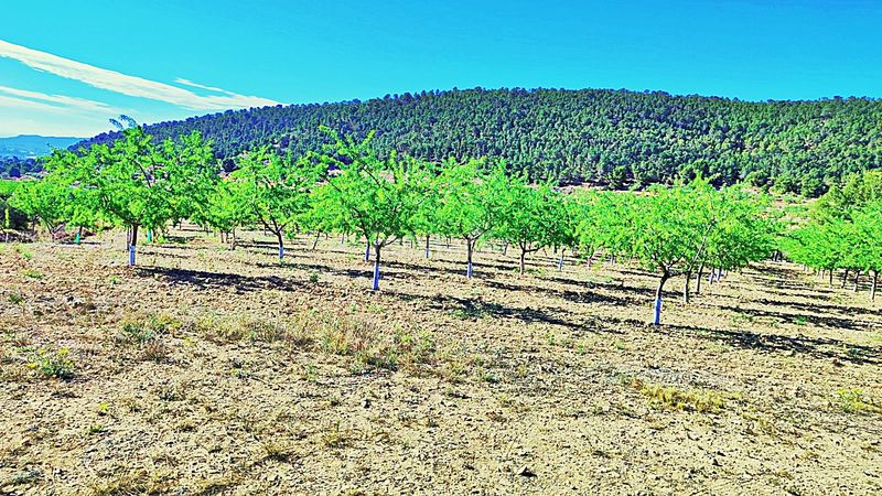 Foto 9587474d-6b0b-4f75-beb9-c258dfef49ef. Finca rústica en cañada del andaluz en Romana (la)