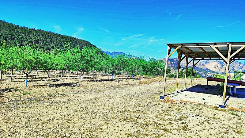 Foto a4a06938-4684-4d02-adc1-0db26b41f604. Finca rústica en cañada del andaluz en Romana (la)