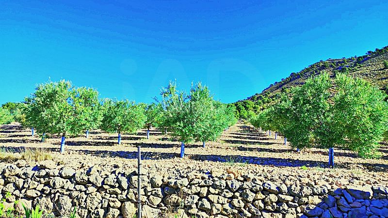 Foto afb8954a-85f1-4d25-aedf-3b90d25a3c02. Finca rústica en cañada del andaluz en Romana (la)