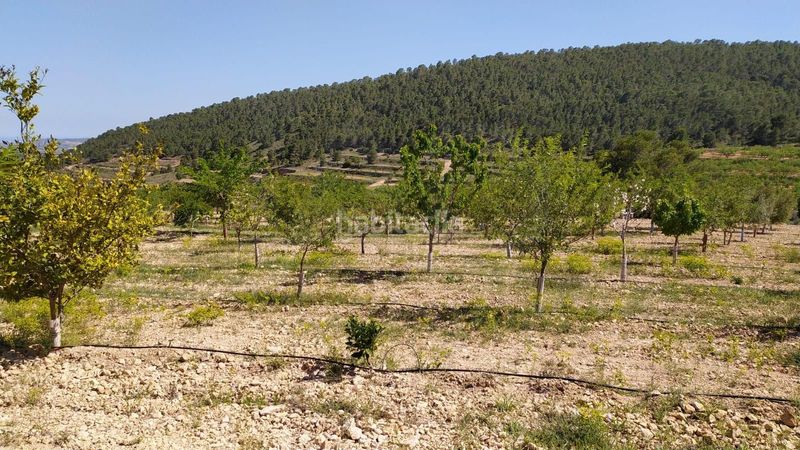 Foto c4066bf0-b181-4deb-8df0-b3bb708a7292. Finca rústica en cañada del andaluz en Romana (la)