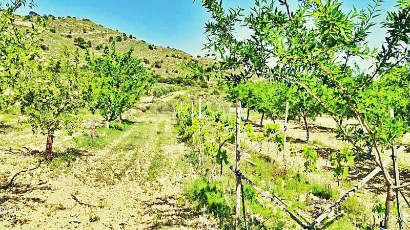 Foto cd5976d7-b365-4420-bb79-d511b38cac28. Finca rústica en cañada del andaluz en Romana (la)