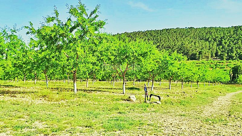 Foto ce3754e2-322c-4234-a638-0575c6315df7. Finca rústica en cañada del andaluz en Romana (la)