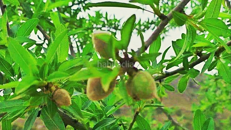 Foto d8780f29-a576-418f-b4f2-1effb1bd6d48. Finca rústica en cañada del andaluz en Romana (la)
