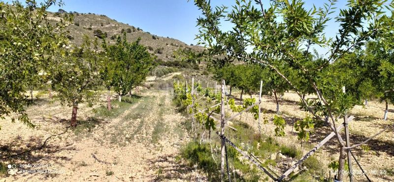 Foto e7251ca5-8b66-4ebc-8f0b-1f3c09b1bc05. Finca rústica en cañada del andaluz en Romana (la)