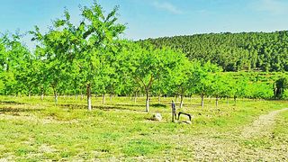 Finca rústica en Romana (la)