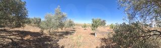 Rural plot in Bornos