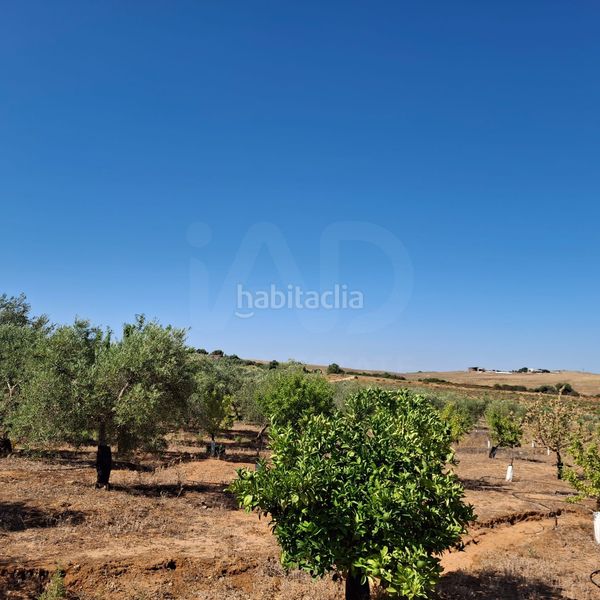 Foto e946a112-f425-4527-a08e-944bc2d43867. Finca rústica a Bornos