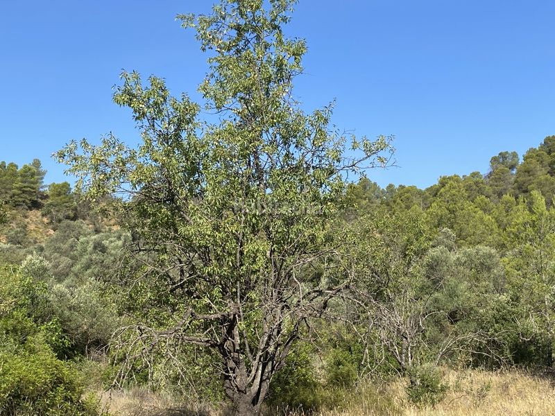 Foto c7e78c10-1605-4195-9a18-54273d95e651. Finca rústica en Ascó