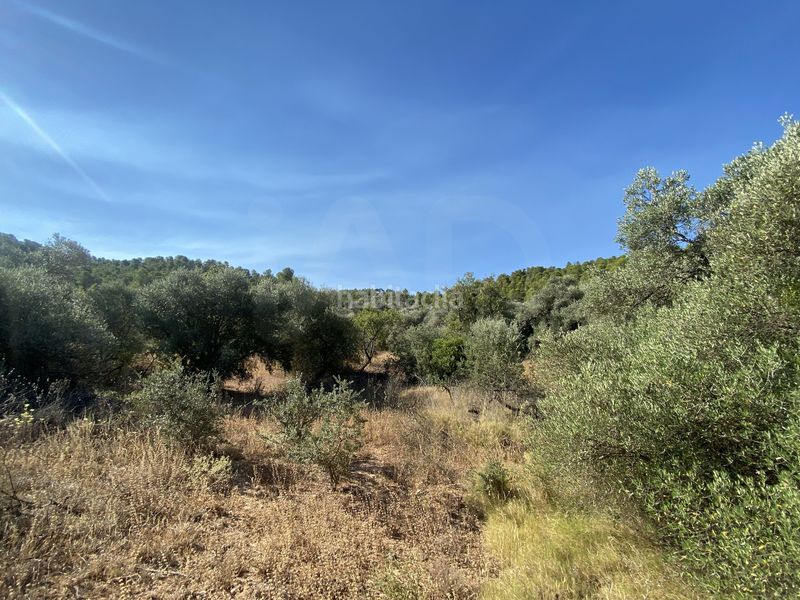 Foto d3957eef-a9b0-4c2a-97e5-314280bf0b76. Finca rústica en Ascó