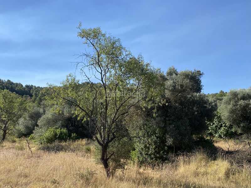 Foto fa65c3d8-5206-4835-9a7a-293b0d0f827e. Finca rústica en Ascó