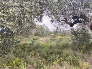 Fondo rustico in Tivenys