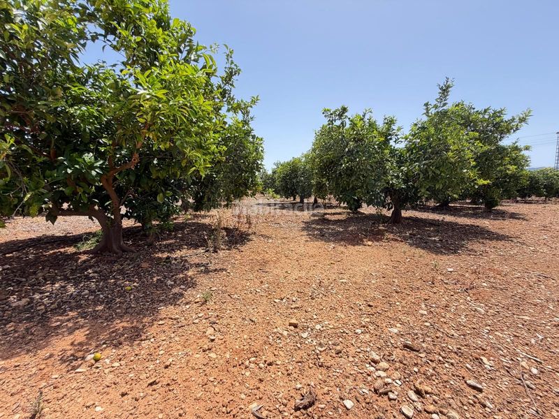 Foto 79bdd1c5-18a5-4ffe-9c6c-d666f999d2b4. Finca rústica en Ondara