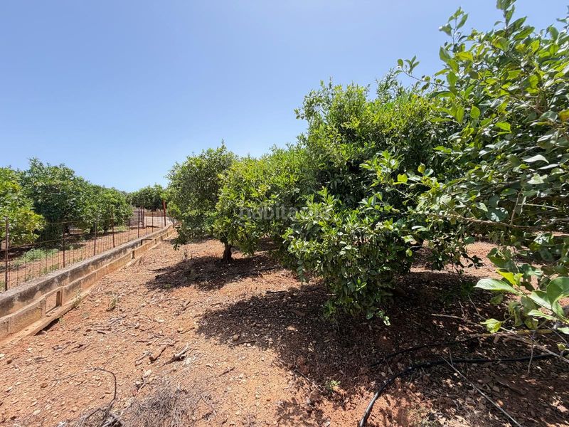 Foto dc3110dc-d0a5-455d-b661-0630df0eb1fc. Finca rústica en Ondara