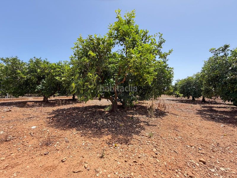 Foto f771425d-3769-42cc-9924-7c99bb8b0071. Finca rústica en Ondara