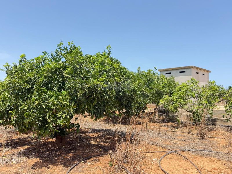 Foto f7a8caeb-3b2b-42e4-8c51-21da972d445d. Finca rústica en Ondara