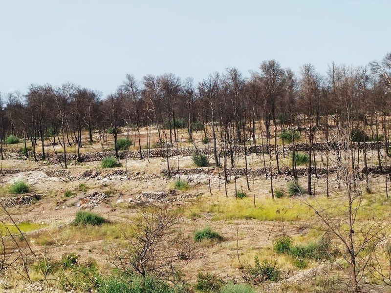 Foto d7c57c8d-8c6e-4329-8e4f-9a7a6f10cd2a. Finca rústica en Xerta