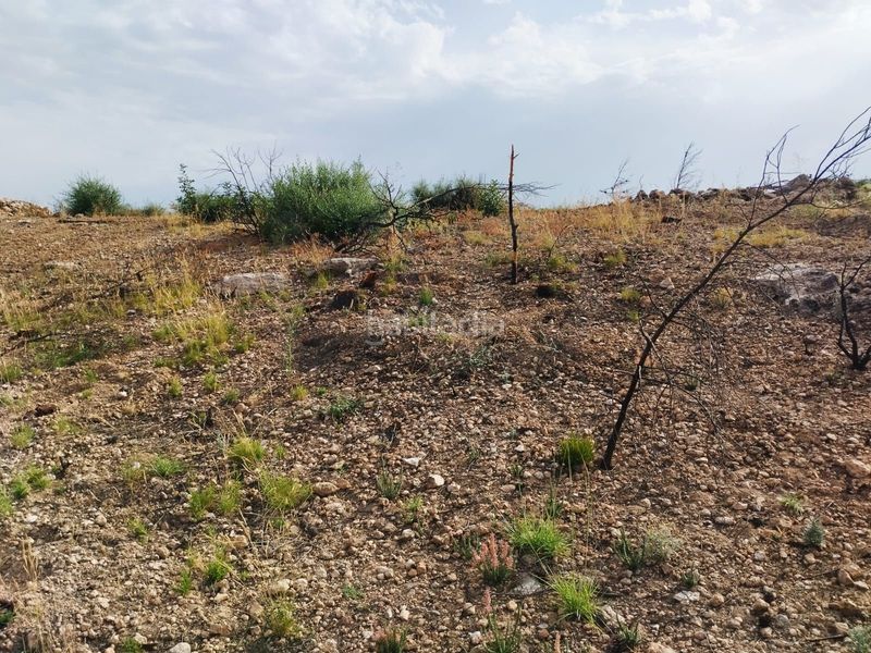 Foto fbaabb6f-4dc1-4c09-9c4c-aa24454fe994. Finca rústica en Xerta