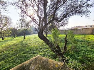 Rural plot in Los Franceses - La Vega