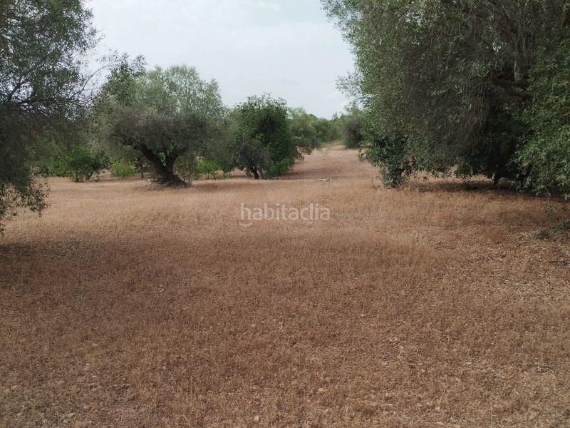 Foto 404fb1c0-01c8-4530-9094-115b6cdf1f70. Finca rústica a Aldover