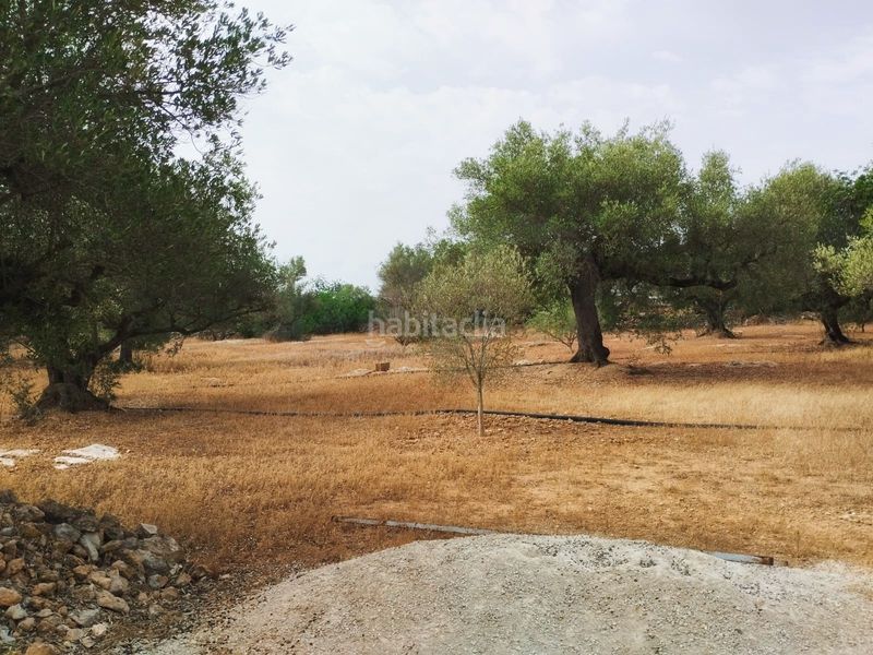 Foto 443741a4-a8f4-4201-8777-be955c94f460. Finca rústica a Aldover