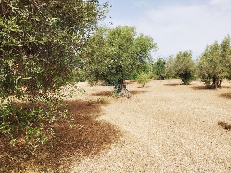 Foto 6a85521a-f0ad-4646-8864-5c8b918c0489. Finca rústica a Aldover