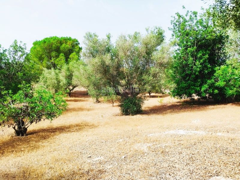 Foto 85dab209-004b-40ae-b082-5d2b9e253830. Finca rústica a Aldover
