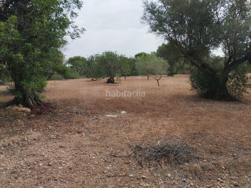 Foto a9e72757-d589-49a2-b9b6-cf4e23bf5a7f. Finca rústica a Aldover