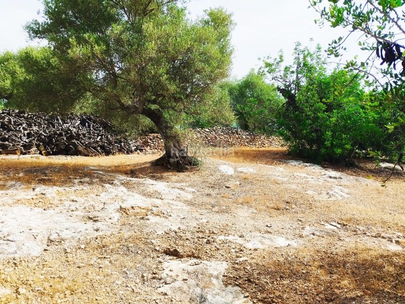 Foto b814ff61-80a1-4e8b-baa5-166e9e6d8fd0. Finca rústica a Aldover