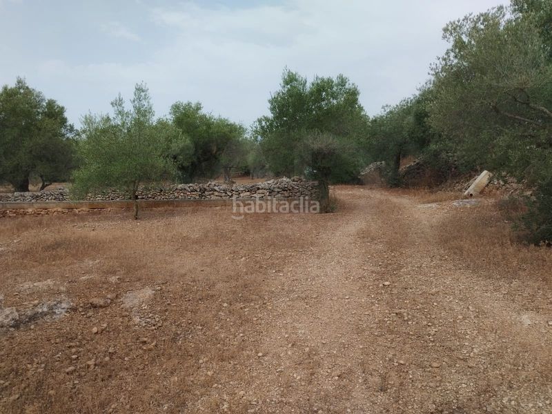 Foto ccb89553-34bc-42fa-8cb2-dd2f01922fec. Finca rústica a Aldover