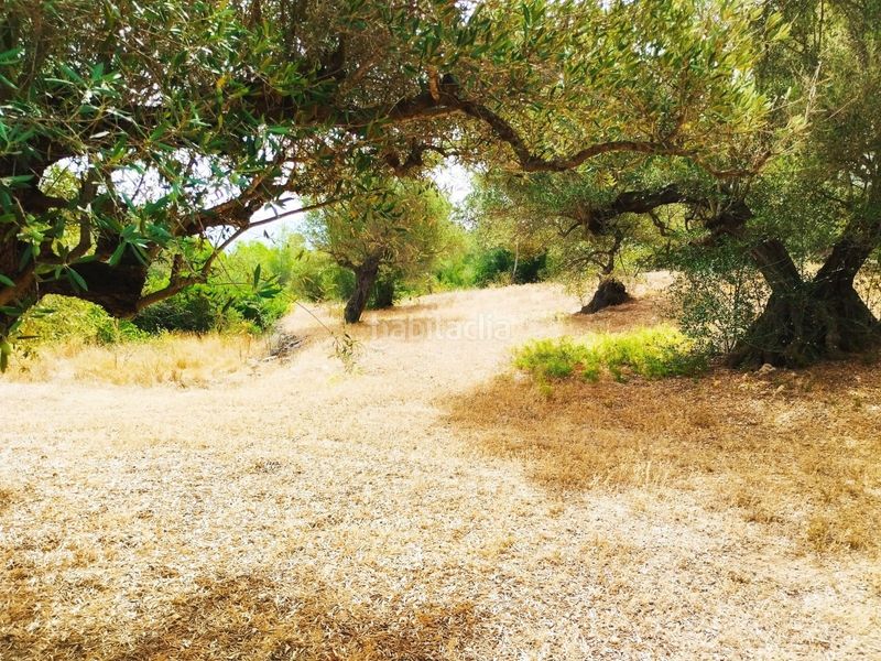 Foto d2a7c782-3ca2-493c-ad9e-b39993a2eff2. Finca rústica a Aldover