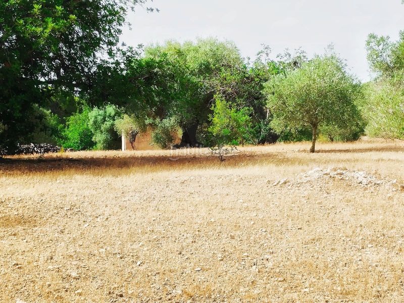 Foto f3da148e-8bd5-4275-9784-058a1fcf6b0e. Finca rústica a Aldover