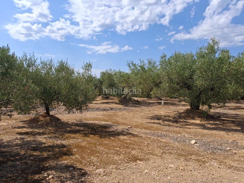 Foto 596b822a-f98e-4eda-bfd6-67d5ff42f369. Finca rústica a Perelló (El)