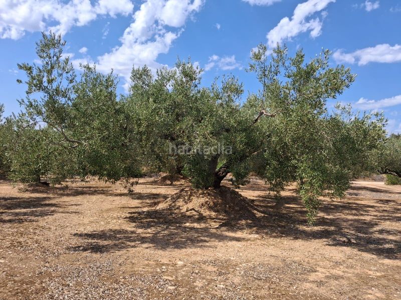 Foto d4f39be8-3ada-4786-b946-eca36e201fe0. Finca rústica a Perelló (El)