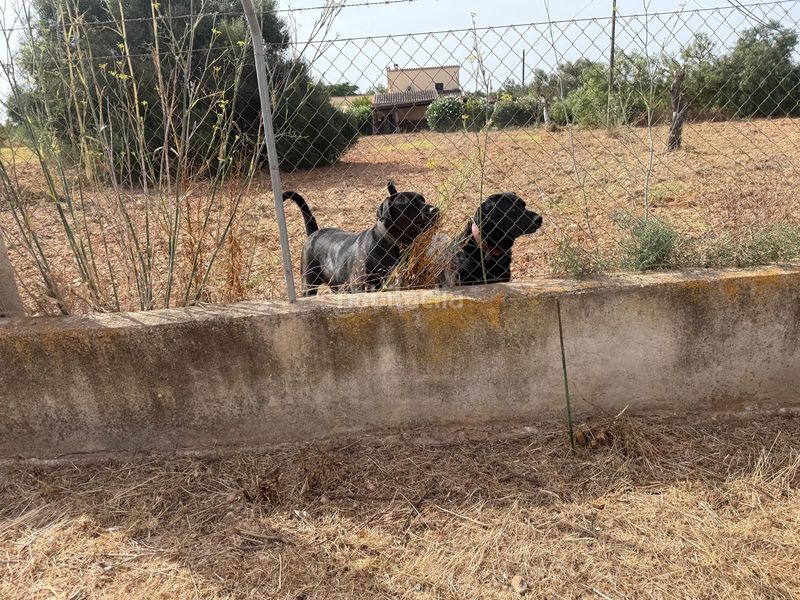 Foto c6b926c7-142d-4a68-98ac-28b251107321. Casa a Sencelles