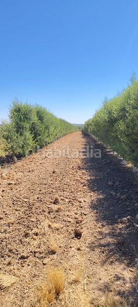 Foto 559c52fe-083d-4b14-af4d-5efbdbf0949d. Finca rústica a Écija
