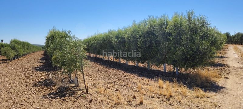 Foto 9047c51f-13ae-4d40-9600-3d4d19ab5235. Finca rústica a Écija