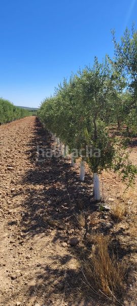 Foto ed23b398-0ff7-4948-9c40-49a9796f6654. Finca rústica a Écija