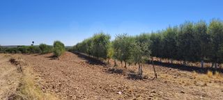 Finca rústica en Écija