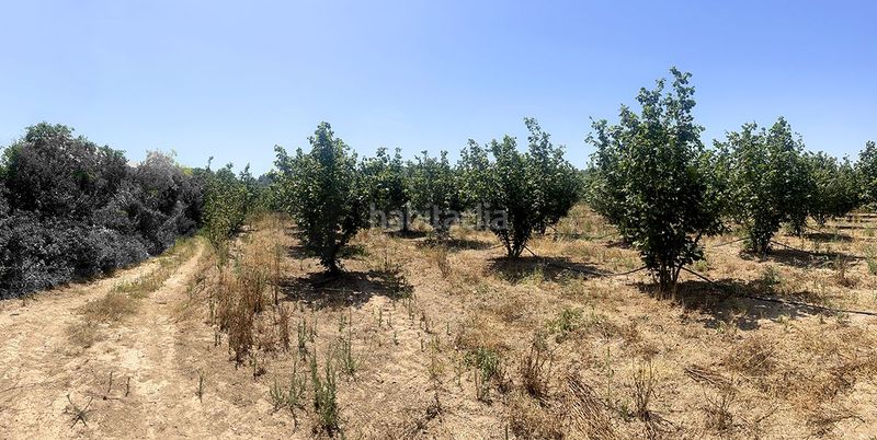 Foto 7291eef4-a38c-4725-aa06-d912ae84499b. Finca rústica a Vallmoll