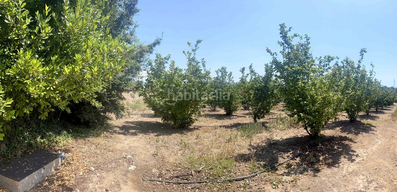 Foto 78a03e1d-eee7-4fb9-bf88-27db208a0412. Finca rústica a Vallmoll