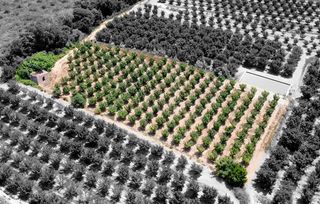 Finca rústica a Vallmoll