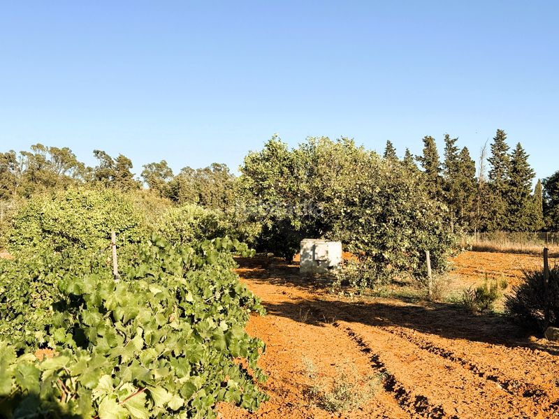 Foto 54bfe2a4-1872-46ee-a898-c1656b92be0a. Finca rústica a Las Lagunas - Campano Chiclana de la Frontera