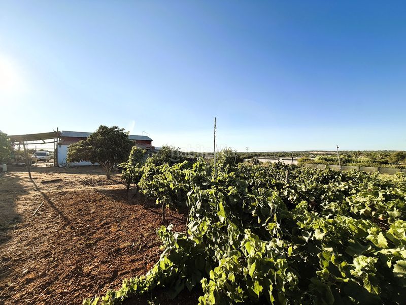 Foto c031b8f1-511d-4c82-a8ba-62ff14d1d48a. Finca rústica a Las Lagunas - Campano Chiclana de la Frontera