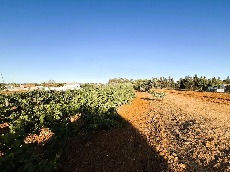 Foto ceeb08e4-d7b2-4811-be11-f5bf807bf2b0. Finca rústica a Las Lagunas - Campano Chiclana de la Frontera