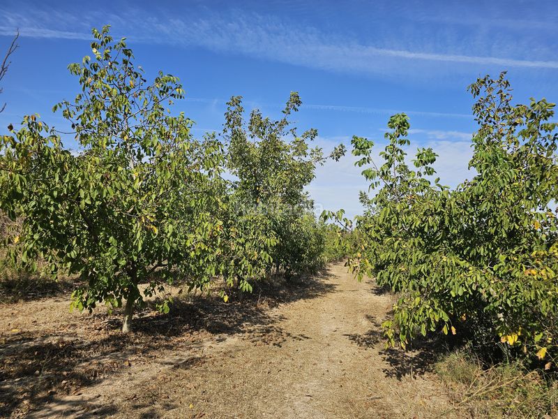 Foto 14e9515d-b740-4ee8-a646-b4f2ae78def9. Finca rústica a Gandesa
