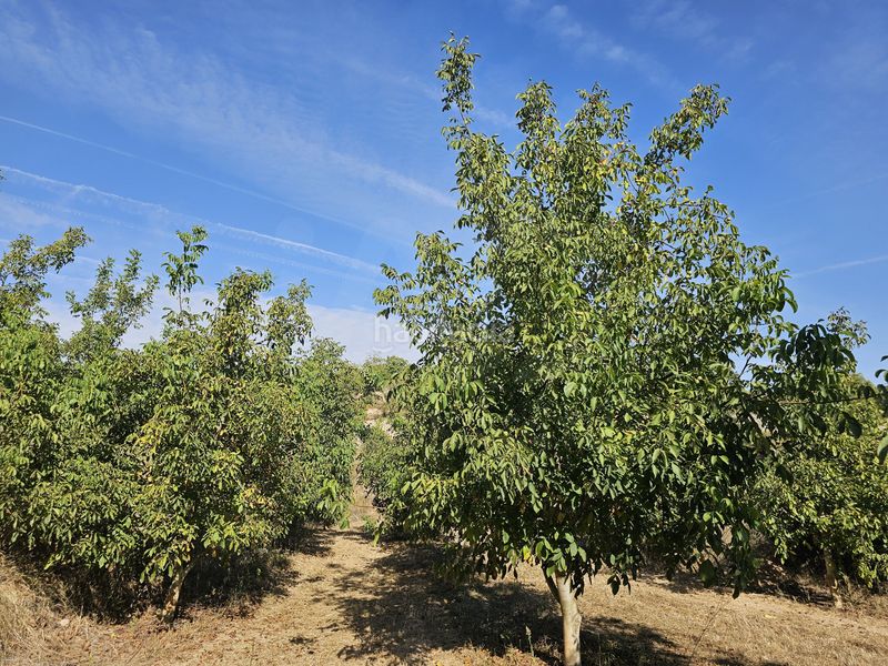 Foto 1dd8c22a-c976-465f-acb1-1af58f15fbe1. Finca rústica a Gandesa