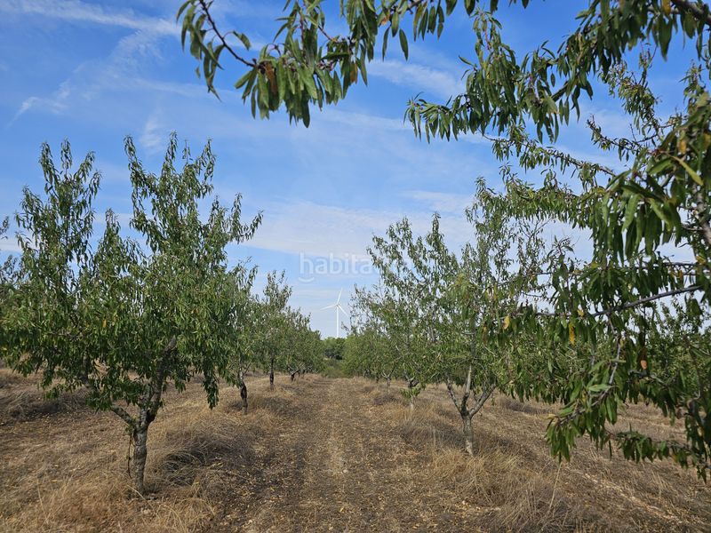 Foto 3a4a2a6f-14dd-4cbb-bce1-6740ea1e9f9c. Finca rústica a Gandesa
