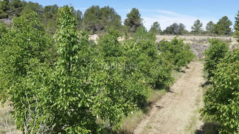 Foto 5e6c7348-d5c6-48c9-af25-ce958d42b6a9. Finca rústica a Gandesa